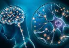 Neuroplasticidade e mudança comportamental: como o cérebro aprende a transformar hábitos