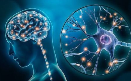 Neuroplasticidade e mudança comportamental: como o cérebro aprende a transformar hábitos