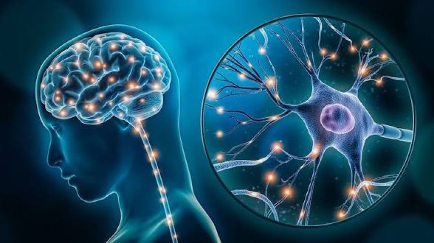 Neuroplasticidade e mudança comportamental: como o cérebro aprende a transformar hábitos