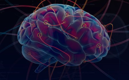 O Cérebro Humano: Apenas 2% do Corpo, Mas 20% da Energia